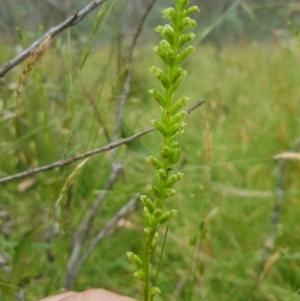 Microtis unifolia at Tinderry, NSW - 27 Jan 2023