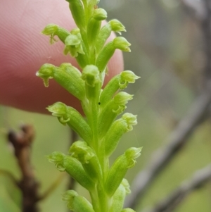 Microtis unifolia at Tinderry, NSW - 27 Jan 2023