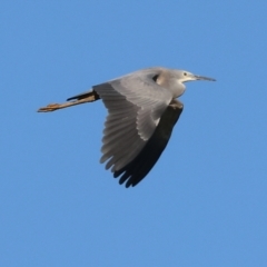 Egretta novaehollandiae (White-faced Heron) at Wodonga - 27 Jan 2023 by KylieWaldon