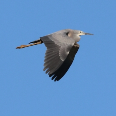 Egretta novaehollandiae (White-faced Heron) at Wodonga - 27 Jan 2023 by KylieWaldon
