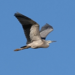 Egretta novaehollandiae at Killara, VIC - 28 Jan 2023 08:14 AM