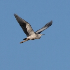 Egretta novaehollandiae at Killara, VIC - 28 Jan 2023 08:14 AM