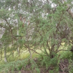 Leptospermum grandifolium (Woolly Teatree, Mountain Tea-tree) at Tinderry, NSW - 27 Jan 2023 by danswell