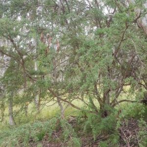 Leptospermum grandifolium at Tinderry, NSW - 27 Jan 2023