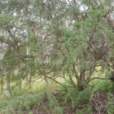 Leptospermum grandifolium (Woolly Teatree, Mountain Tea-tree) at Tinderry, NSW - 26 Jan 2023 by danswell