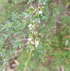 Leptospermum grandifolium at Tinderry, NSW - 27 Jan 2023