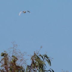 Platalea regia (Royal Spoonbill) at Wodonga Regional Park - 27 Jan 2023 by KylieWaldon