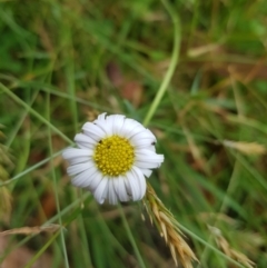 Brachyscome aculeata at Tinderry, NSW - 27 Jan 2023