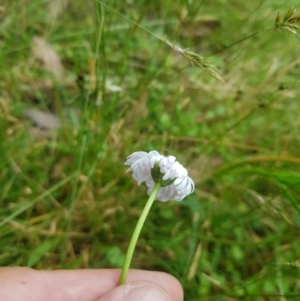 Brachyscome aculeata at Tinderry, NSW - 27 Jan 2023