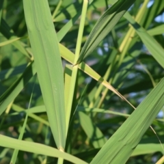 Phragmites australis (Common Reed) at Wodonga - 27 Jan 2023 by KylieWaldon