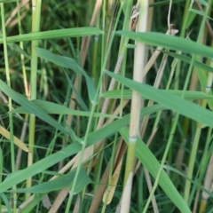 Phragmites australis at Killara, VIC - 28 Jan 2023