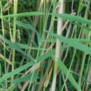 Phragmites australis at Killara, VIC - 28 Jan 2023 08:12 AM