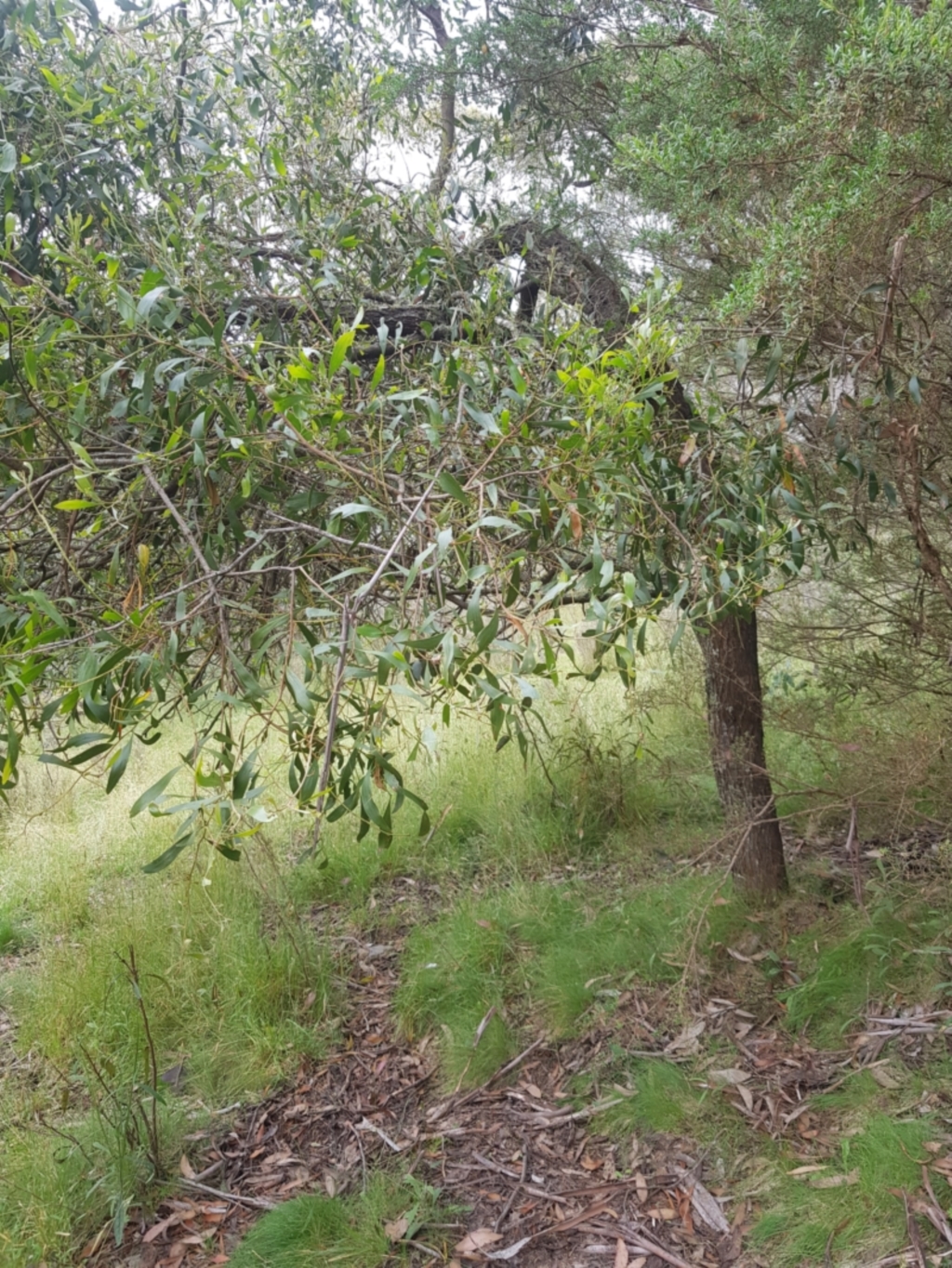 Acacia melanoxylon at Tinderry, NSW - 27 Jan 2023