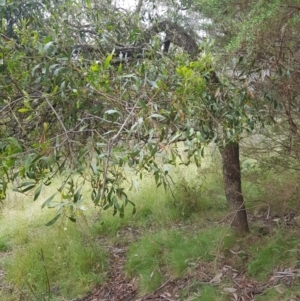 Acacia melanoxylon (Blackwood) at by danswell