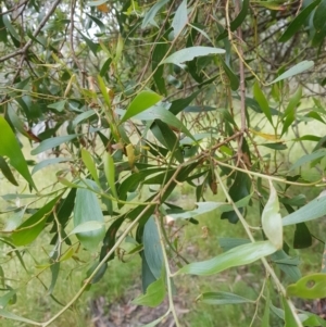 Acacia melanoxylon at Tinderry, NSW - 27 Jan 2023 10:35 AM