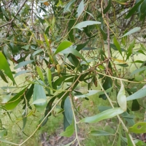 Acacia melanoxylon at Tinderry, NSW - 27 Jan 2023