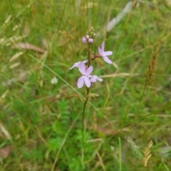 Stylidium (genus) (Trigger Plant) at Tinderry, NSW - 27 Jan 2023 by danswell