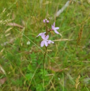 Stylidium sp. at Tinderry, NSW - 27 Jan 2023