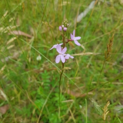 Stylidium (genus) (Trigger Plant) at Tinderry, NSW - 27 Jan 2023 by danswell