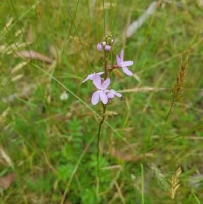 Stylidium sp. (Trigger Plant) at Tinderry, NSW - 27 Jan 2023 by danswell