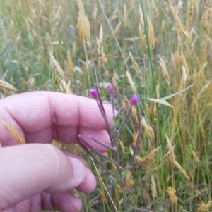 Epilobium billardiereanum at Tinderry, NSW - 27 Jan 2023 10:20 AM