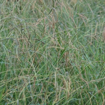 Paspalum dilatatum (Paspalum) at Wodonga Regional Park - 27 Jan 2023 by KylieWaldon