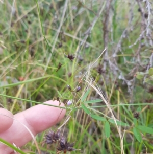 Glycine clandestina at Tinderry, NSW - 27 Jan 2023 10:14 AM