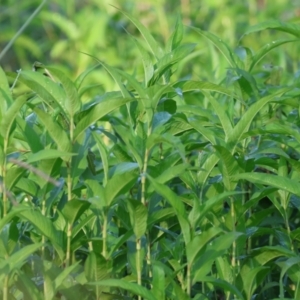 Persicaria lapathifolia at Killara, VIC - 28 Jan 2023 08:13 AM