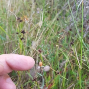 Hypericum gramineum at Tinderry, NSW - 27 Jan 2023 10:13 AM