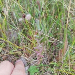 Hypericum gramineum at Tinderry, NSW - 27 Jan 2023 10:13 AM