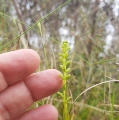 Microtis unifolia (Common onion orchid) at Tinderry, NSW - 26 Jan 2023 by danswell