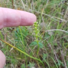 Microtis unifolia at Tinderry, NSW - suppressed