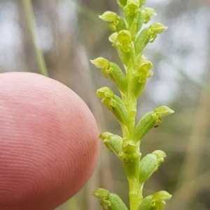 Microtis unifolia at Tinderry, NSW - suppressed