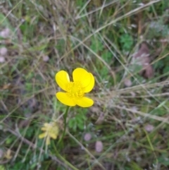 Ranunculus lappaceus (Australian Buttercup) at Tinderry, NSW - 27 Jan 2023 by danswell