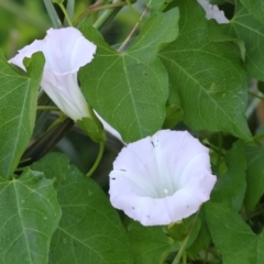 Calystegia silvatica (Giant Bindweed) at Wodonga - 27 Jan 2023 by KylieWaldon