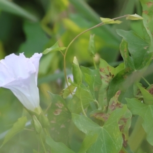 Calystegia silvatica at Killara, VIC - 28 Jan 2023 08:16 AM