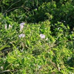 Calystegia silvatica at Killara, VIC - 28 Jan 2023