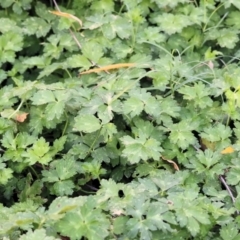 Ranunculus repens (Creeping Buttercup) at Killara, VIC - 28 Jan 2023 by KylieWaldon