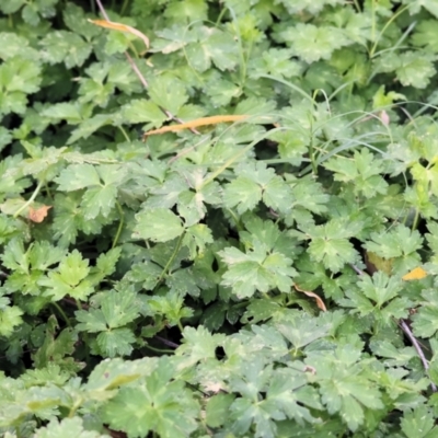 Ranunculus repens (Creeping Buttercup) at Wodonga - 27 Jan 2023 by KylieWaldon