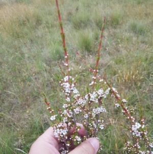 Baeckea utilis at Tinderry, NSW - 27 Jan 2023