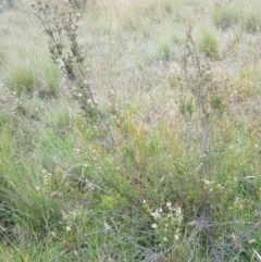 Baeckea utilis at Tinderry, NSW - 27 Jan 2023