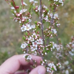 Baeckea utilis at Tinderry, NSW - 27 Jan 2023