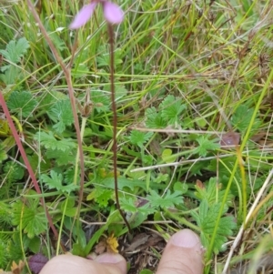 Eriochilus magenteus at Tinderry, NSW - 27 Jan 2023