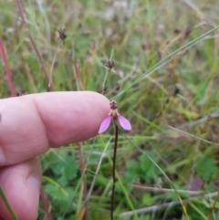 Eriochilus magenteus at Tinderry, NSW - 27 Jan 2023