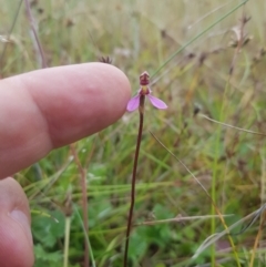 Eriochilus magenteus at Tinderry, NSW - 27 Jan 2023