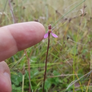 Eriochilus magenteus at Tinderry, NSW - 27 Jan 2023