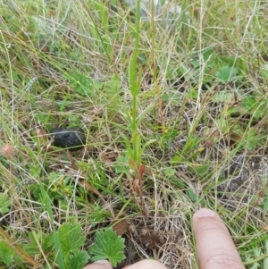 Wahlenbergia stricta subsp. stricta at Tinderry, NSW - 27 Jan 2023 09:59 AM