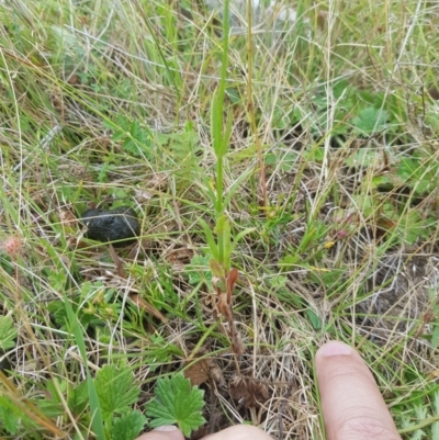 Wahlenbergia stricta subsp. stricta (Tall Bluebell) at Tinderry, NSW - 26 Jan 2023 by danswell