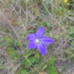 Wahlenbergia stricta subsp. stricta at Tinderry, NSW - 27 Jan 2023 09:59 AM