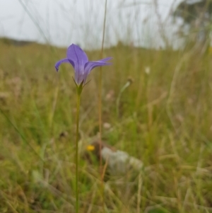 Wahlenbergia stricta subsp. stricta at Tinderry, NSW - 27 Jan 2023 09:59 AM